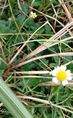 Tridax procumbens