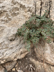 Euphorbia cinerascens
