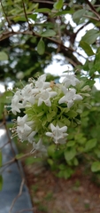 Abelia chinensis