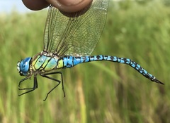 Aeshna affinis