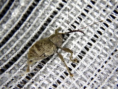 Curculio sikkimensis