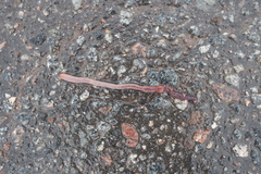 Lumbricus
