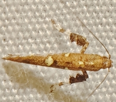 Caloptilia triadicae