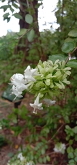 Abelia chinensis