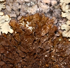 Xanthoparmelia loxodes