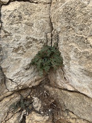 Euphorbia cinerascens