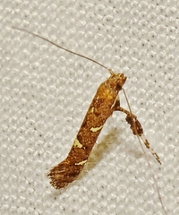 Caloptilia triadicae