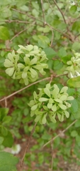 Abelia chinensis