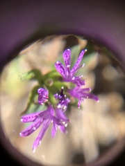 Monardella breweri lanceolata
