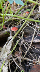 Leratiomyces ceres