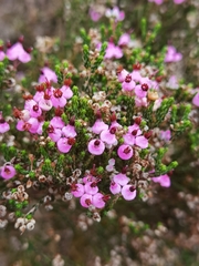 Erica umbellata