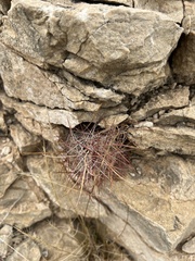 Hamatocactus hamatacanthus