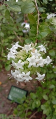 Abelia chinensis