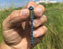 Aeshna affinis