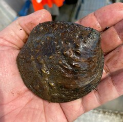 Cyclonaias tuberculata