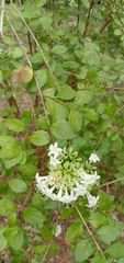 Abelia chinensis