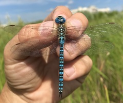 Aeshna affinis