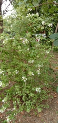 Abelia chinensis