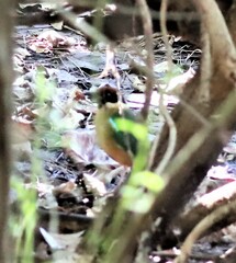 Pitta versicolor