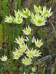 Leucadendron