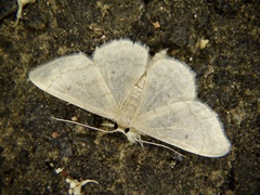 Idaea biselata