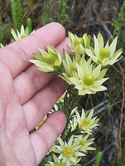 Leucadendron