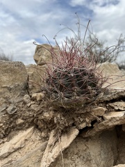 Hamatocactus hamatacanthus