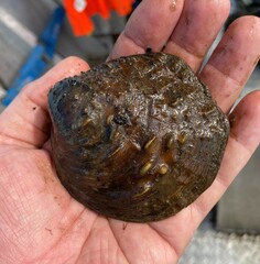 Cyclonaias tuberculata