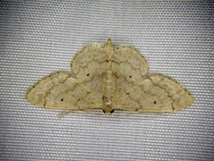 Idaea biselata