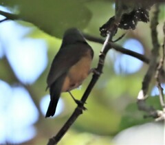 Colluricincla rufogaster