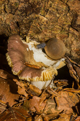 Russula cyanoxantha