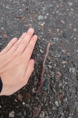 Lumbricus