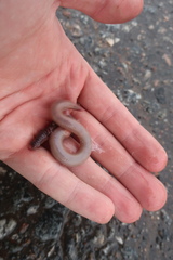 Lumbricus