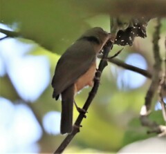 Colluricincla rufogaster