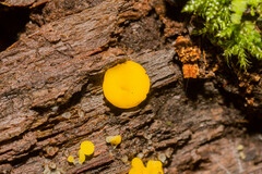 Calycina citrina
