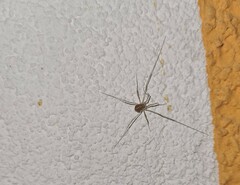 Opilio saxatilis