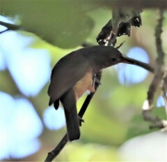 Colluricincla rufogaster