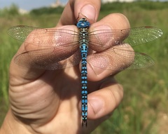 Aeshna affinis