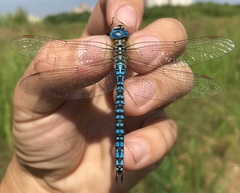Aeshna affinis