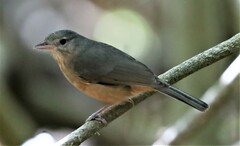 Colluricincla rufogaster