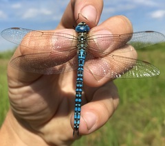 Aeshna affinis