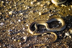 Dolichophis jugularis
