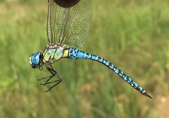 Aeshna affinis