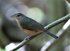 Colluricincla rufogaster