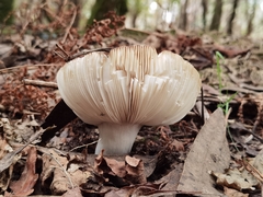 Russula virescens