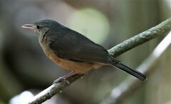 Colluricincla rufogaster