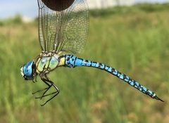 Aeshna affinis