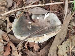 Russula virescens