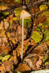Parasola conopilea