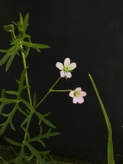 Geranium retrorsum